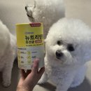 뉴트리서리 | 강아지유산균 뉴트리댕댕 유산균 3000억 예민한 뽀숑이도 잘 먹는 리얼 후기!