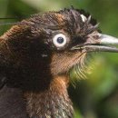 에덴동산 이미지