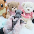 내품안의반려견 노원점 이미지