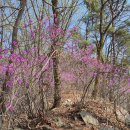 221회: 2023.4.1~2. 대청호오백리길 14~15구간 이미지