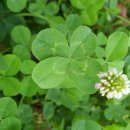 네잎클로버 이미지