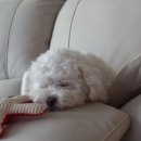 COZY 멍 이미지