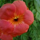 호평초등학교 이미지