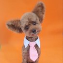 오룡애견미용 이미지