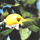 삼일농장 이미지