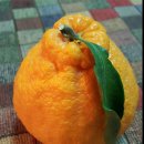 리안농장 이미지