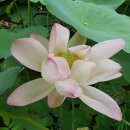 연근농장 이미지