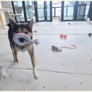 애견멀티샵 이미지