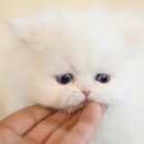 올바른펫 이미지