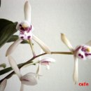 죽백3로 이미지