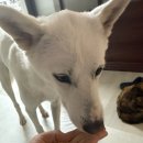 다비다펫푸드 | [진돗개/진도믹스] 강아지수제간식 다비다펫푸드 후기