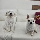 플라이봉 이미지