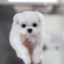 1차 접종완료~ 배변훈련완료~머즐 짧고 모량많은 진짜 순종미니 말티즈 분양 합니다. 이미지