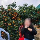 이유농장 | 예원이네 귤농장 제주 공항 귤따기 체험