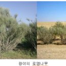 로뎀나무아래 이미지