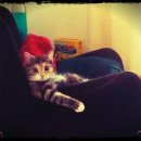 아미가르 이미지