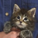 고양이샵 이미지