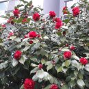 동백4로 이미지