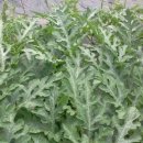 청록농장 이미지