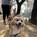 꽃길만 걷개 이미지