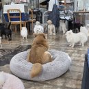 함께할개 사랑할개 | 함께할개 사랑할개/부천 신중동역 유기견카페