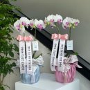 푸른길 작은도서관 | 상견례 선물 고민 끝! '🌿피스풀 가든'에서 서양난 &amp; 홍콩야자로 준비한 의미 있는 상견례 선물 후기!