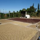 파티오커피 이미지