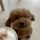 코지아지 이미지