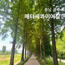 공주 메타세콰이어길 주차장 정안천생태공원 연꽃