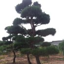 황등1농장 네이버블로그