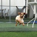 제주오카 | 청주 애견동반 숙소 찾다가 강아지가 더 좋아했던 곳 🐶 오카맨션키즈&애견리조트 숙박 후기