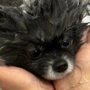 청주 강서동 [족밞마실] 반려견동반 족발집 재방문 솔직후기