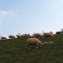 농업회사법인 (주) 대관령 이미지