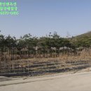 (주)금성주유소 이미지