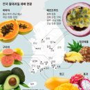 둥지과일
