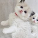 플라워돌스 이미지