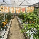 ♥️🍊황금향 체험활동 &amp; 귤청 담그기🍊♥️ 이미지