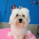 하꾸나마루다 이미지