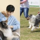 털뭉치 이미지
