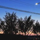 달콤한 민들레의 속 이미지