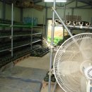 비둘기집 이미지