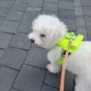 백두 동물병원 이미지