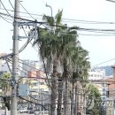제주 와싱톤 연합뉴스