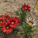 가자니아 이미지