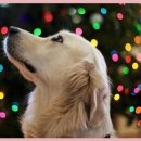 안심동물병원 이미지