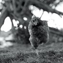 제창농장 이미지