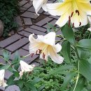 남현동-7 이미지