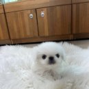 시원애견 이미지