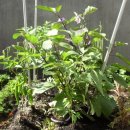 화실농장 이미지