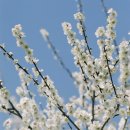 광양농원 이미지